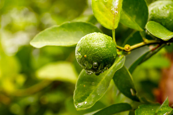Lime