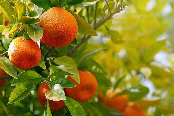 Mandalina