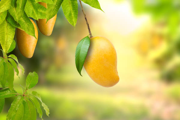 Mango