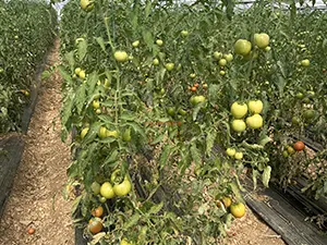 ACB AGRO