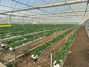 Ekşi Farm