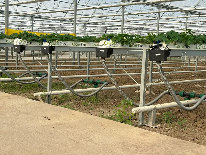 Ekşi Farm