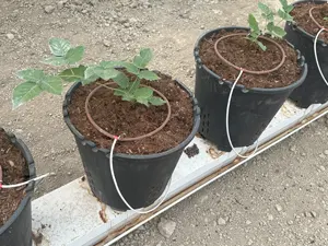RSA Tarım